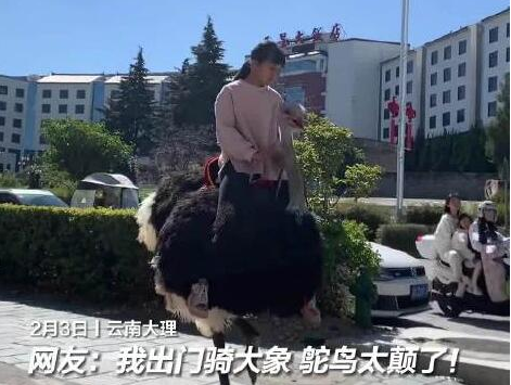 云南小女孩骑鸵鸟上学从容淡定 画面曝光简直太霸气了