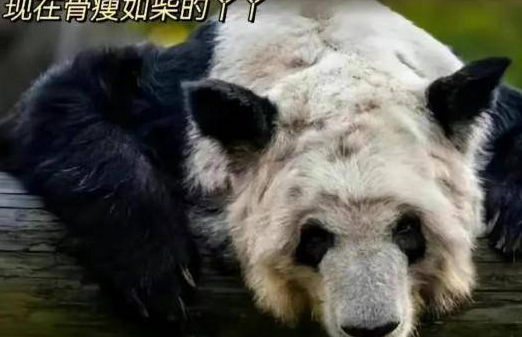 网友呼吁接回旅美大熊猫丫丫 据网友爆料丫丫毫无刚来美国时圆滚滚的样子
