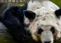 网友呼吁接回旅美大熊猫丫丫 据网友爆料丫丫毫无刚来美国时圆滚滚的样子