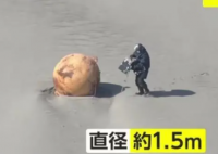 日本海岸现不明球状物:直径1.5米呈现橙褐色，疑似铁质