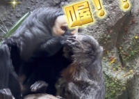 动物园回应白面僧面猴长相炸裂 白面僧面猴也是一种非常聪明的动物