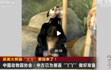 大熊猫丫丫身体状况评估完毕 基本良好 不久将会回国