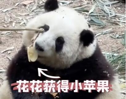 被连续夺笋的大熊猫花花学会了拒绝 网友：今日这一挡，挡出了态度!