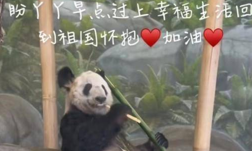 大熊猫为什么近期扎堆回国?大熊猫在海外的生活成本也相当高昂