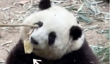 被连续夺笋的大熊猫花花学会了拒绝 网友：今日这一挡，挡出了态度!