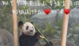 大熊猫为什么近期扎堆回国?大熊猫在海外的生活成本也相当高昂