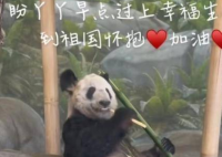 大熊猫为什么近期扎堆回国?大熊猫在海外的生活成本也相当高昂