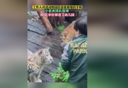工作人员帮游客捡手机被幼虎围观 小老虎太可爱了