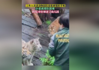工作人员帮游客捡手机被幼虎围观 小老虎太可爱了