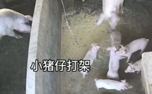 小猪打架被猪妈妈一秒制服 没想到猪妈妈一点没客气