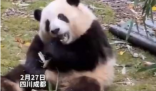 游客认错花花保安大哥幽默喊话 不是见熊猫就是花花