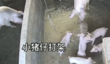 小猪打架被猪妈妈一秒制服 没想到猪妈妈一点没客气