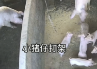 小猪打架被猪妈妈一秒制服 没想到猪妈妈一点没客气