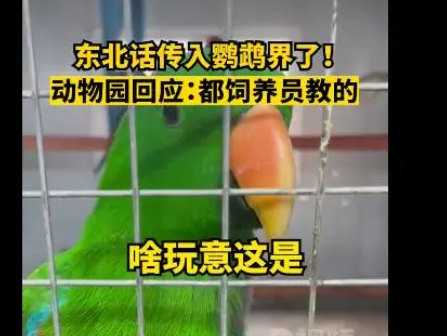 辽宁一动物园鹦鹉满嘴东北味  让人忍俊不禁
