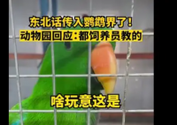 辽宁一动物园鹦鹉满嘴东北味  让人忍俊不禁