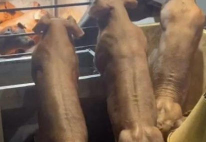 云南“健身猪”走红一头最高卖8万 锻炼改变命运!