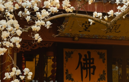 杭州法喜寺500岁玉兰盛放  迅速晋升为新“网红”