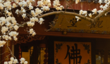 杭州法喜寺500岁玉兰盛放  迅速晋升为新“网红”