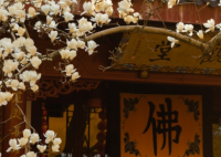 杭州法喜寺500岁玉兰盛放  迅速晋升为新“网红”