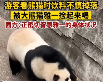 游客饮料不慎掉落被大熊猫捡来喝  喝完还顺手洗了个头