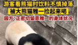 游客饮料不慎掉落被大熊猫捡来喝  喝完还顺手洗了个头