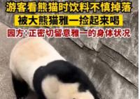 游客饮料不慎掉落被大熊猫捡来喝  喝完还顺手洗了个头