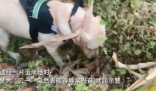 警犬搜毒超12公斤被奖励鸡腿花环  这只狗狗真的太棒