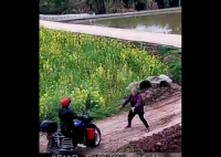 老太阻拦偷狗贼被推入菜地   一定要将偷狗的男子绳之以法