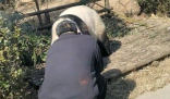 游客私自翻进园内逗大熊猫  别忘了熊猫也吃肉
