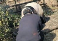 游客私自翻进园内逗大熊猫  男子和熊猫几乎是零距离接触