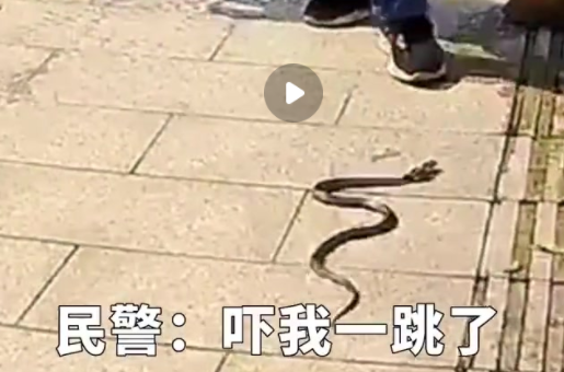民警从嫌疑人裤兜掏出眼镜蛇 到底怎么回事