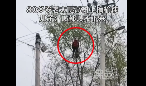 80多岁老太爬树摘榆钱 喊都喊不下来 让人看了胆战心惊