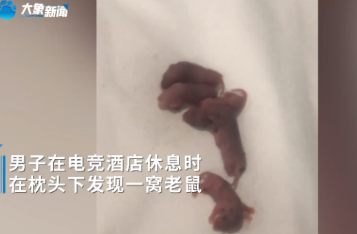 男子在电竞酒店枕头下发现一窝老鼠  头刚放枕头上就听到小老鼠发出的声音