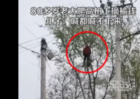 80多岁老太爬树摘榆钱 喊都喊不下来 让人看了胆战心惊