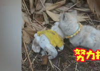 流浪小狗乞求收养者一起带走玩具熊 网友也纷纷泪目