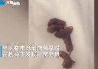 男子在电竞酒店枕头下发现一窝老鼠  头刚放枕头上就听到小老鼠发出的声音