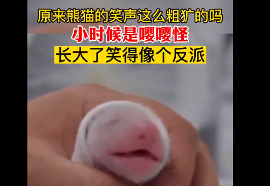 原来熊猫的笑声这么粗犷吗 你知道熊猫笑是什么样子的吗?