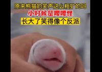 原来熊猫的笑声这么粗犷吗 你知道熊猫笑是什么样子的吗?