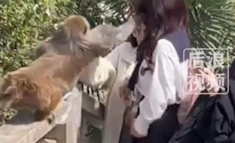 女子给猴子喂食被掌掴 景区回应 动物们可不都是吃素的