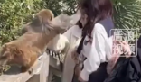 女子给猴子喂食被掌掴 景区回应 动物园不同于其他地方