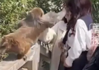 女子给猴子喂食被掌掴 景区回应 动物园不同于其他地方