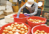 高雄80家早餐店准备停售蛋类食品 蛋商及蛋农联合哄抬价格