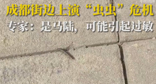 成都升温千足虫满街爬 马陆纷纷从窝里爬