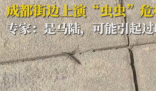 成都升温千足虫满街爬 马陆纷纷从窝里爬