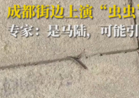 成都升温千足虫满街爬 马陆纷纷从窝里爬