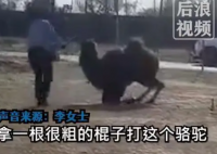 景区骆驼被轮番棒打屈膝求饶 周围游客都看不下去