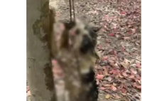 警方通报网红偷猫后在小树林虐杀 坚决打击任何形式的虐待行为