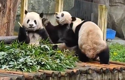 大熊猫干架你打你的我吃我的 可爱的画面惹笑了网友