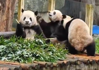 大熊猫干架你打你的我吃我的 可爱的画面惹笑了网友