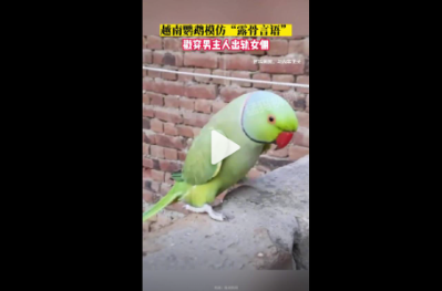 丈夫出轨被鹦鹉模仿露骨言语揭穿 必须嘉奖一番